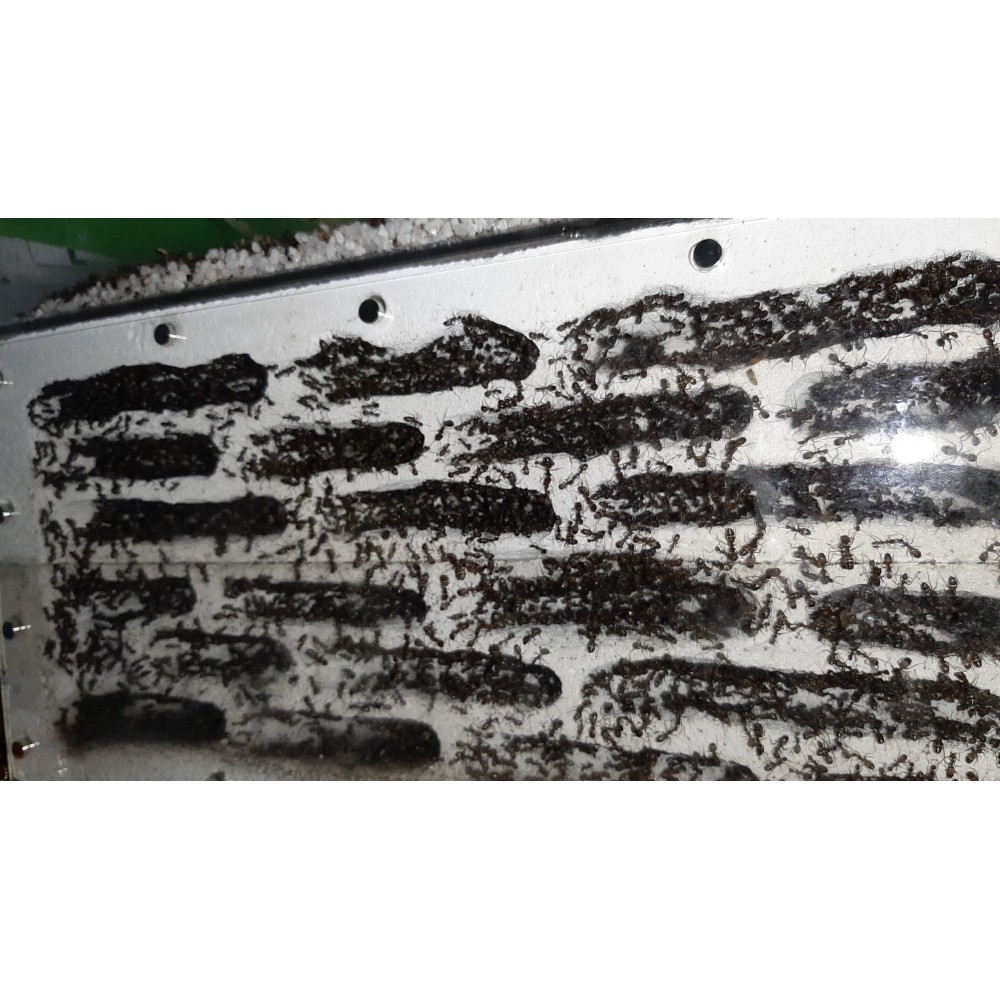 Camponotus nicobarensis, velká kolonie, která dosáhla velikosti 5000 dělnic za 24 měsíců.