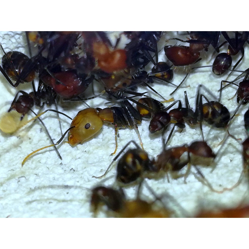 Camponotus nicobarensis, tropický mravenec původem z jižní Asie.