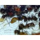 Camponotus nicobarensis, tropický mravenec původem z jižní Asie.