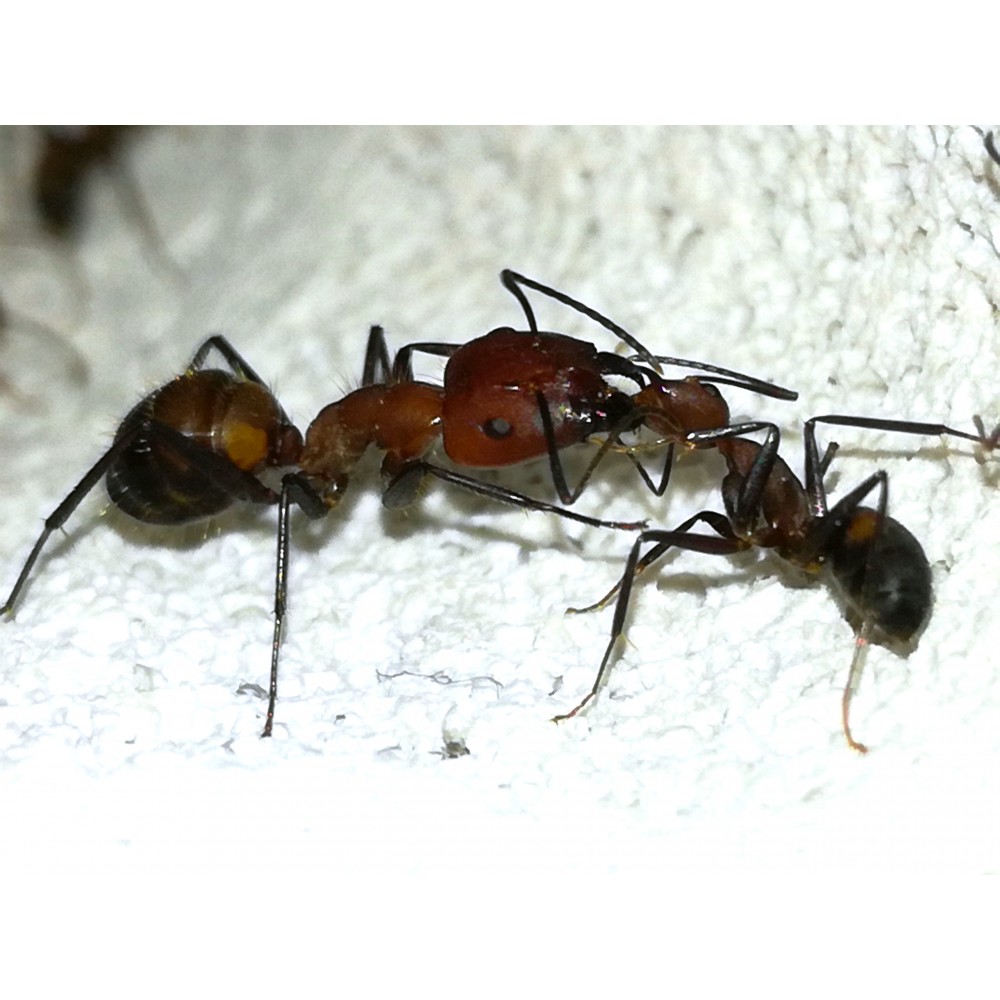 Camponotus nicobarensis, minor dělnice předávající trofalaxis vojákovi (majorovi).