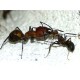 Camponotus nicobarensis, minor dělnice předávající trofalaxis vojákovi (majorovi).