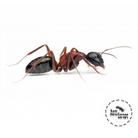 Camponotus ligniperda (mravenec dřevokaz) - Ants Europe - český obchod s mravenci