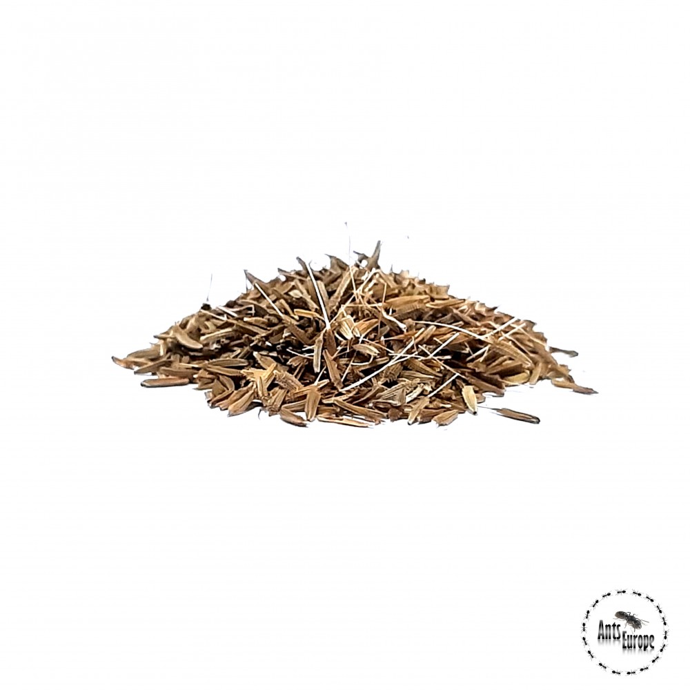 Semena pampelišky pro Messor barbarus