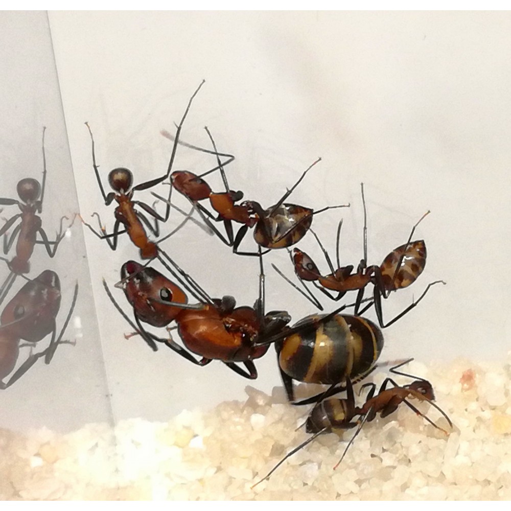 Camponotus habereri