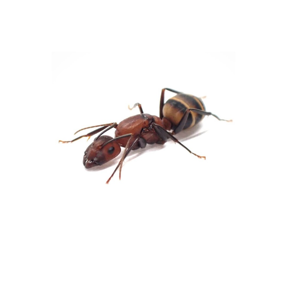 Camponotus habereri