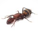 Camponotus habereri