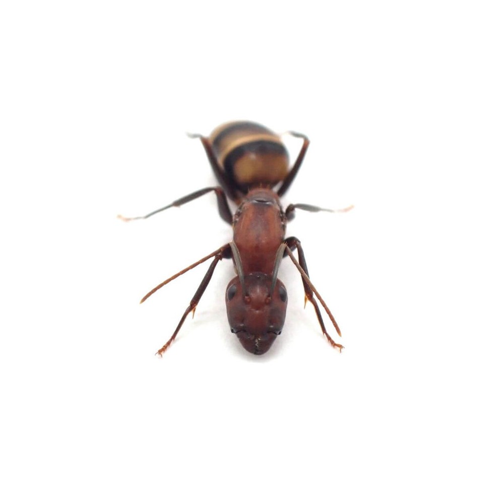 Camponotus habereri