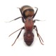 Camponotus habereri
