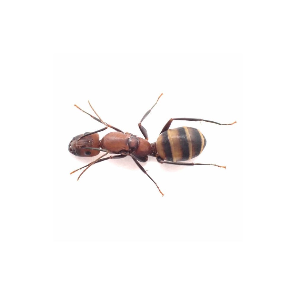 Camponotus habereri