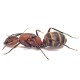 Camponotus habereri
