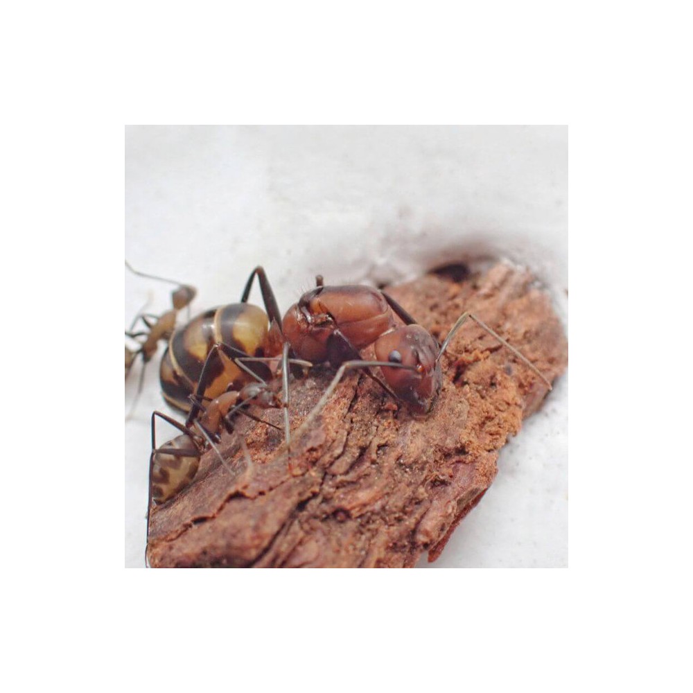 Camponotus habereri