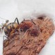 Camponotus habereri