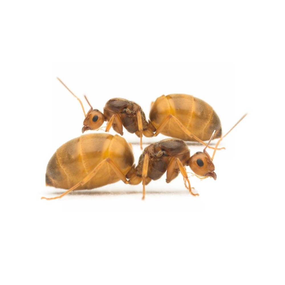 Prenolepis nitens (evropský medonoš)