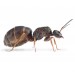 Lasius niger - mravenec obecn&yacute;