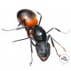 Camponotus cruentatus