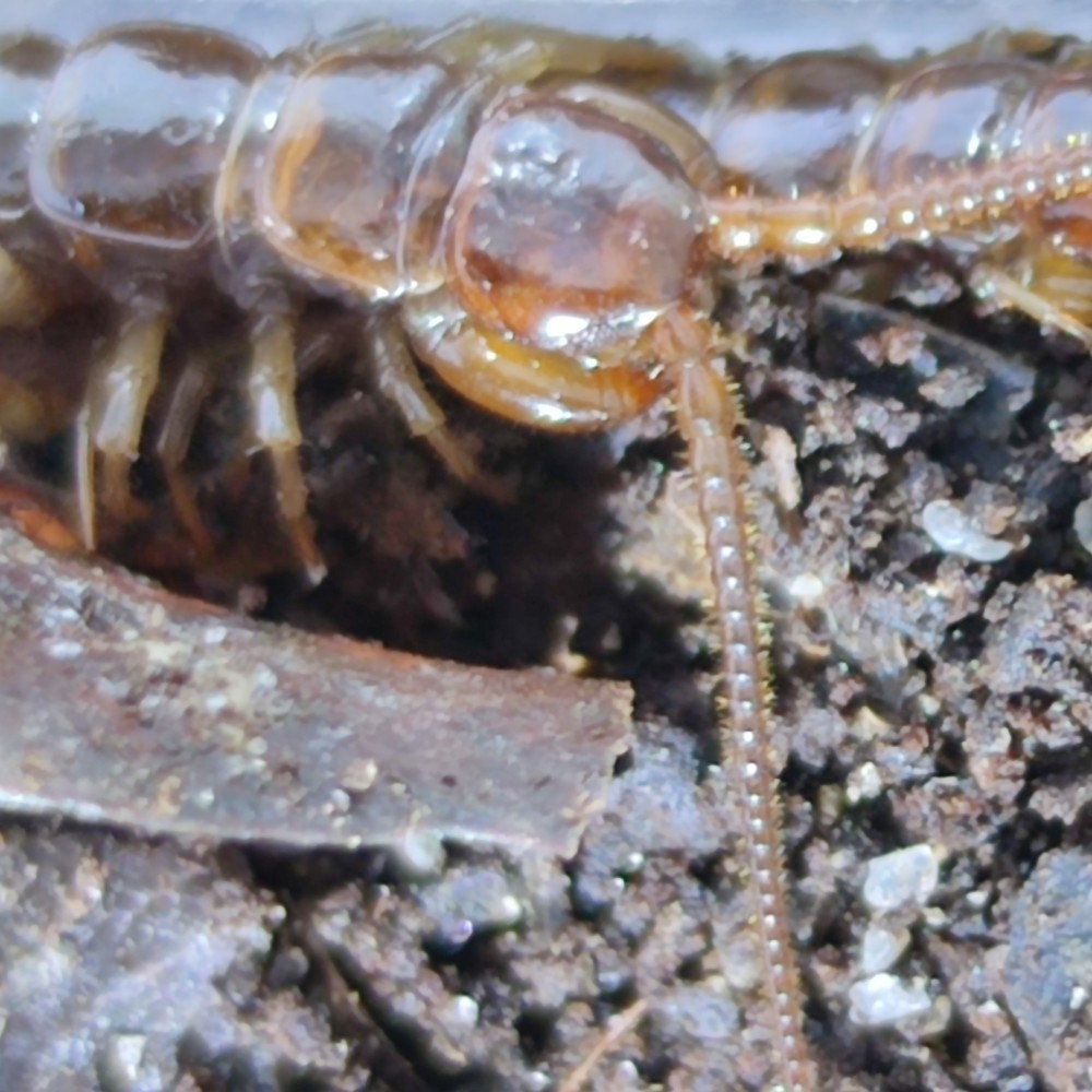 Stonožka škvorová (Lithobius forficatus)