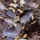 Porcellio laevis wild color 20 ks