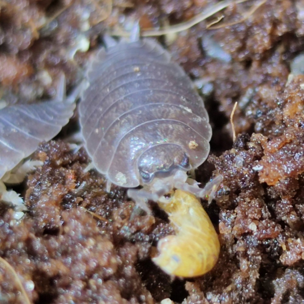 Porcellio laevis wild color 20 ks