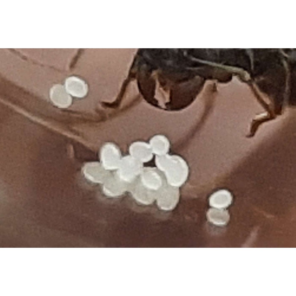 Messor barbarus - čerstvě odrojené královny nakladou vajíčka po ukončené hibernaci.