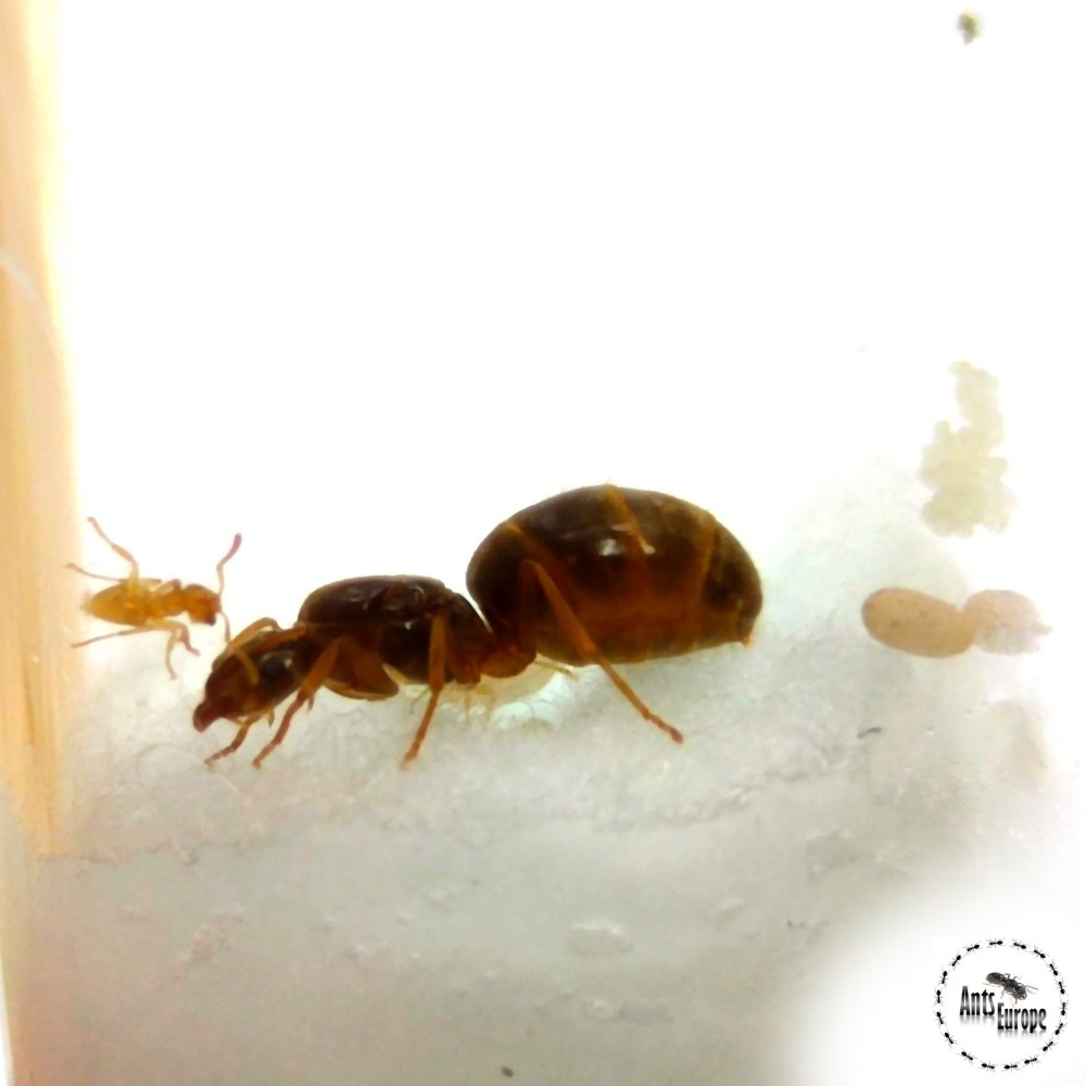 Lasius flavus - mravenec žlutý