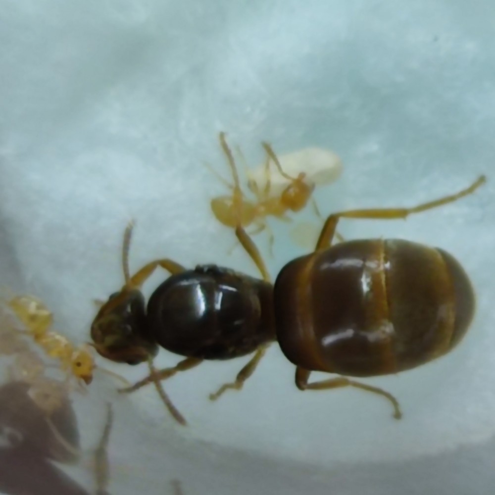 Lasius flavus - mravenec žlutý