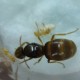 Lasius flavus - mravenec žlutý