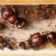 Acanthomyrmex thailandensis