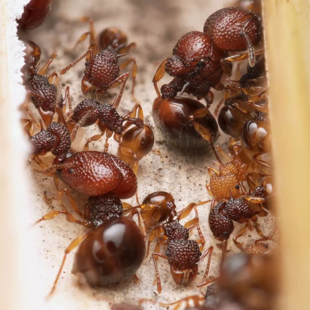 Acanthomyrmex thailandensis