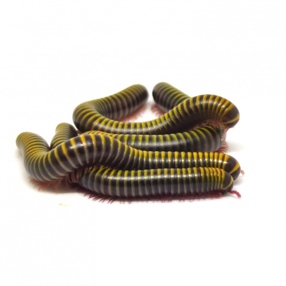 Anadenobolus monilicornis