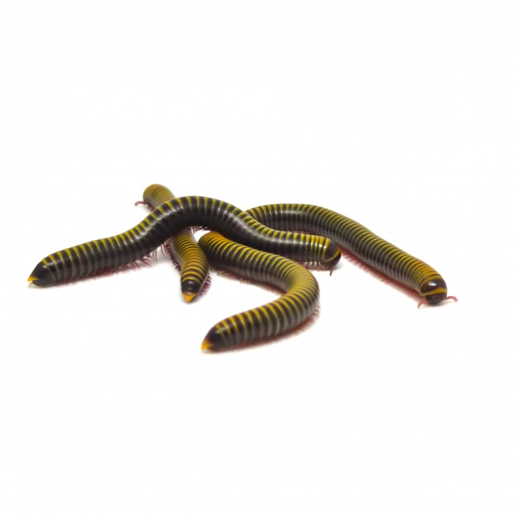 Anadenobolus monilicornis