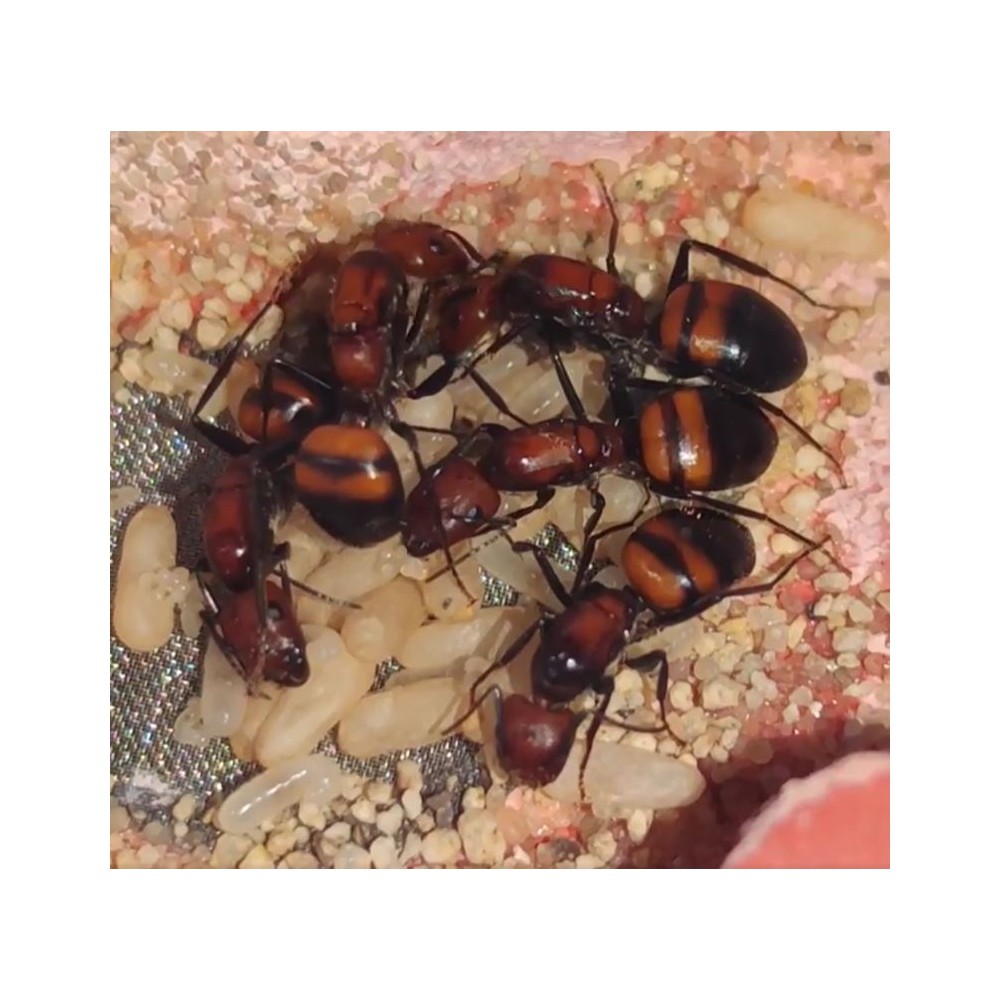 Kolonie s 5 královnami Camponotus nicobarensis