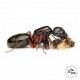 Camponotus herculeanus