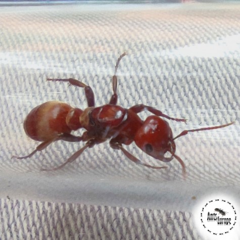 Polyergus rufescens - amazonka