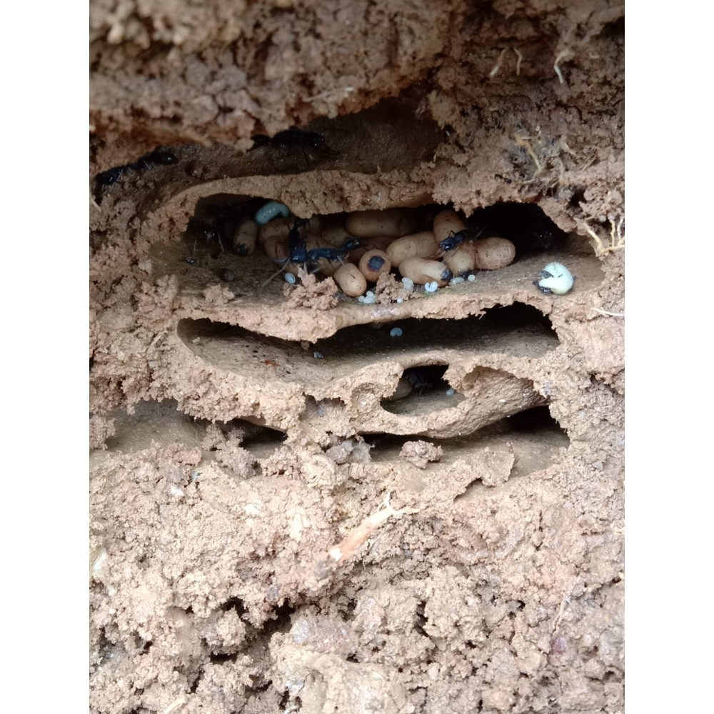 Odkryté hnízdo Harpegnathos venator, vstup byl v nejnižší části hnízda.