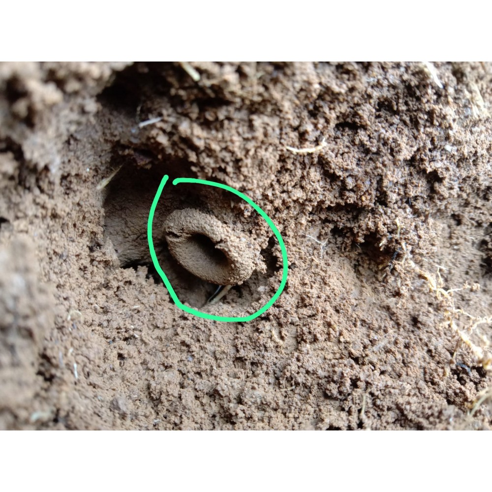 Charakteristicky vymodelovaný vstup do hnízda. Nachází se v nejnižší části hnízda.