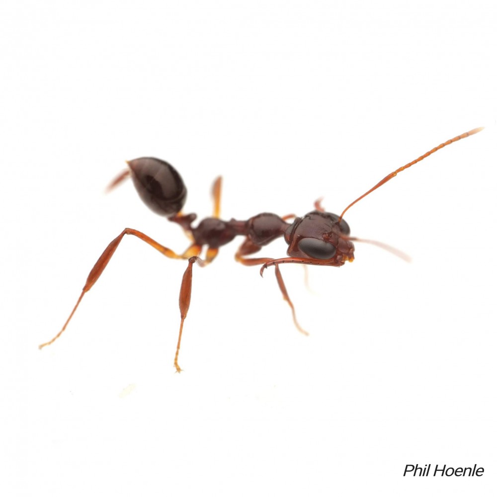 Myrmoteras binghamii