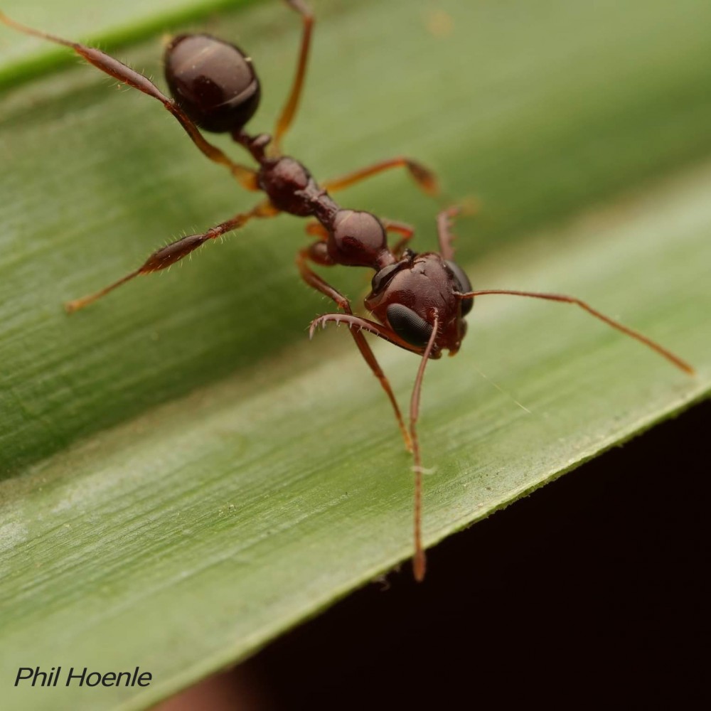 Myrmoteras binghamii