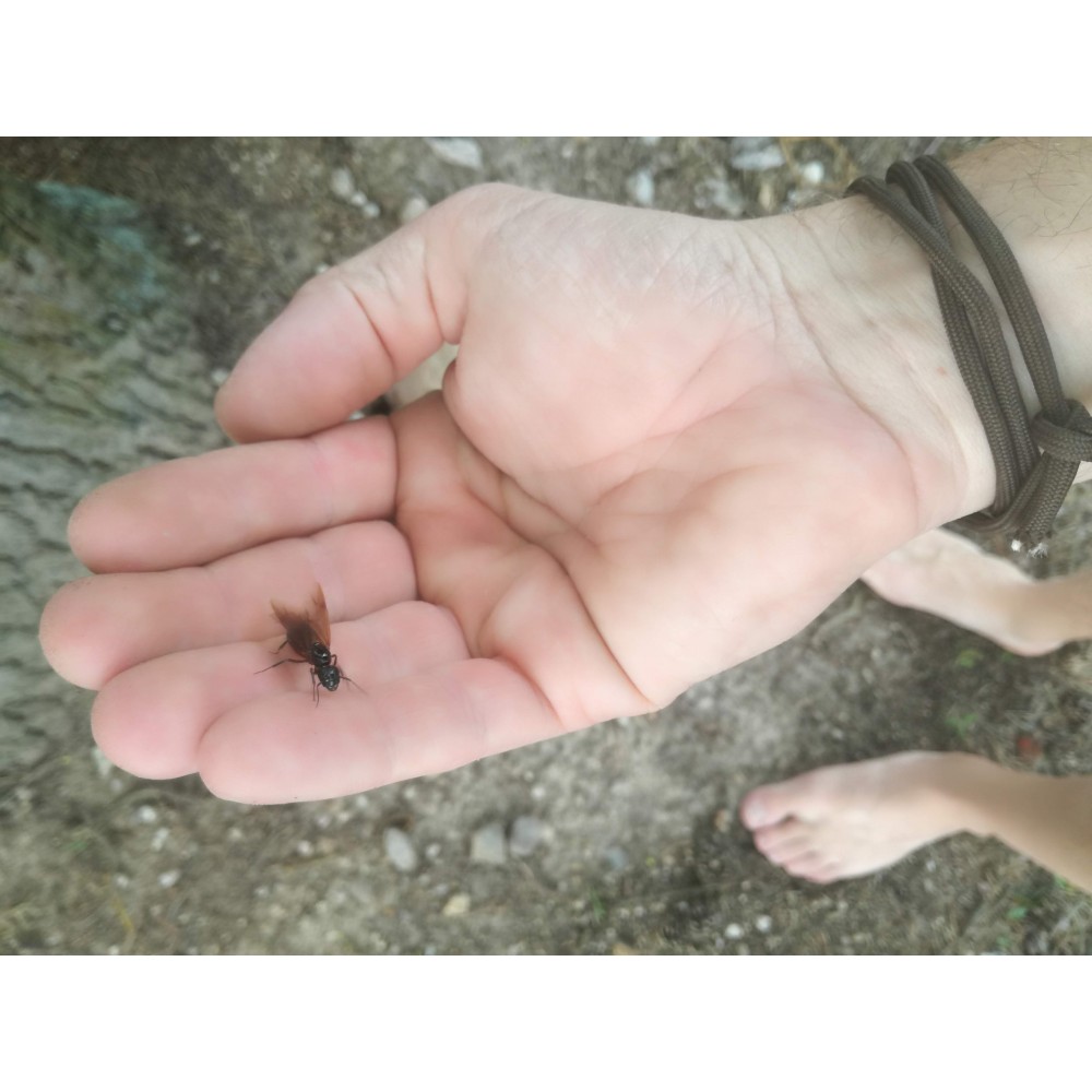 Camponotus ligniperda (mravenec dřevokaz)