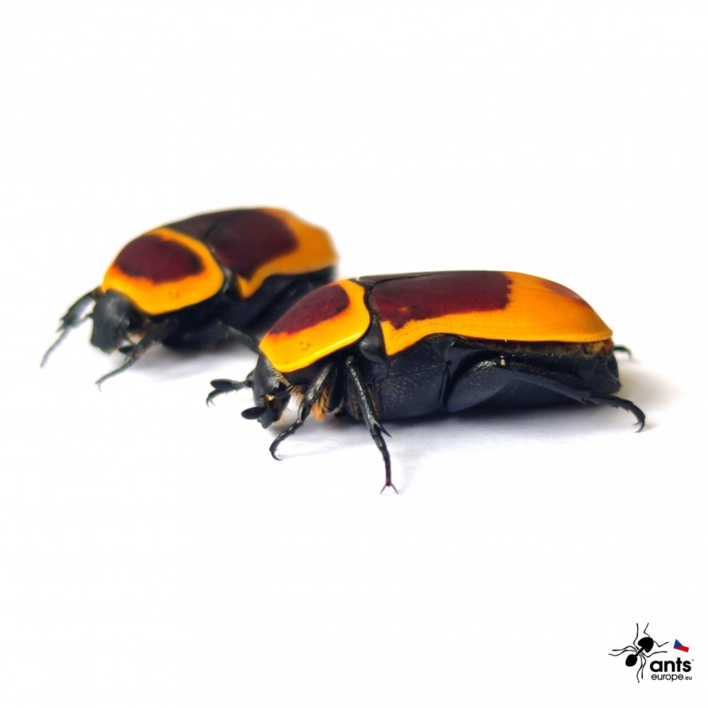 Zlatohlávek konžský - Pachnoda marginata peregrina