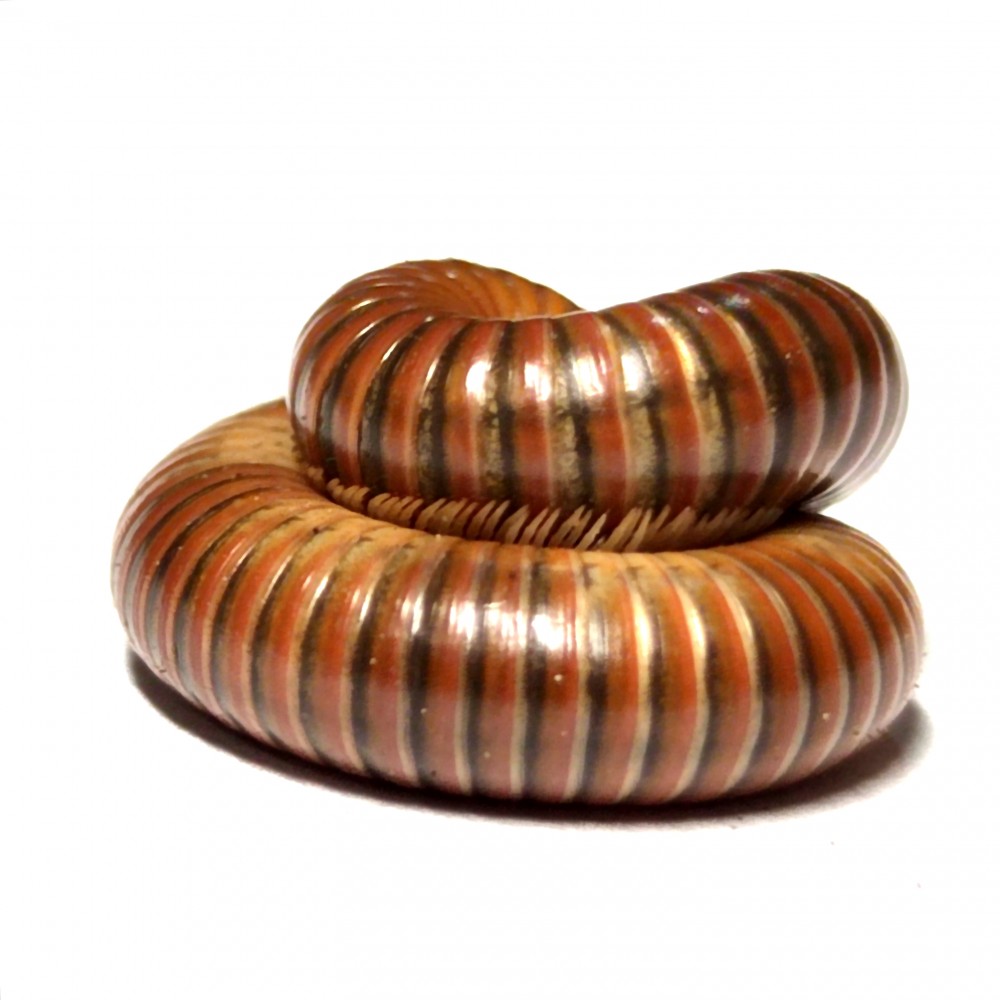 Mnohonožky Spirostreptus na prodej.