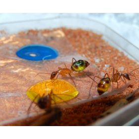 Sugarboost. Foto AntsCzech