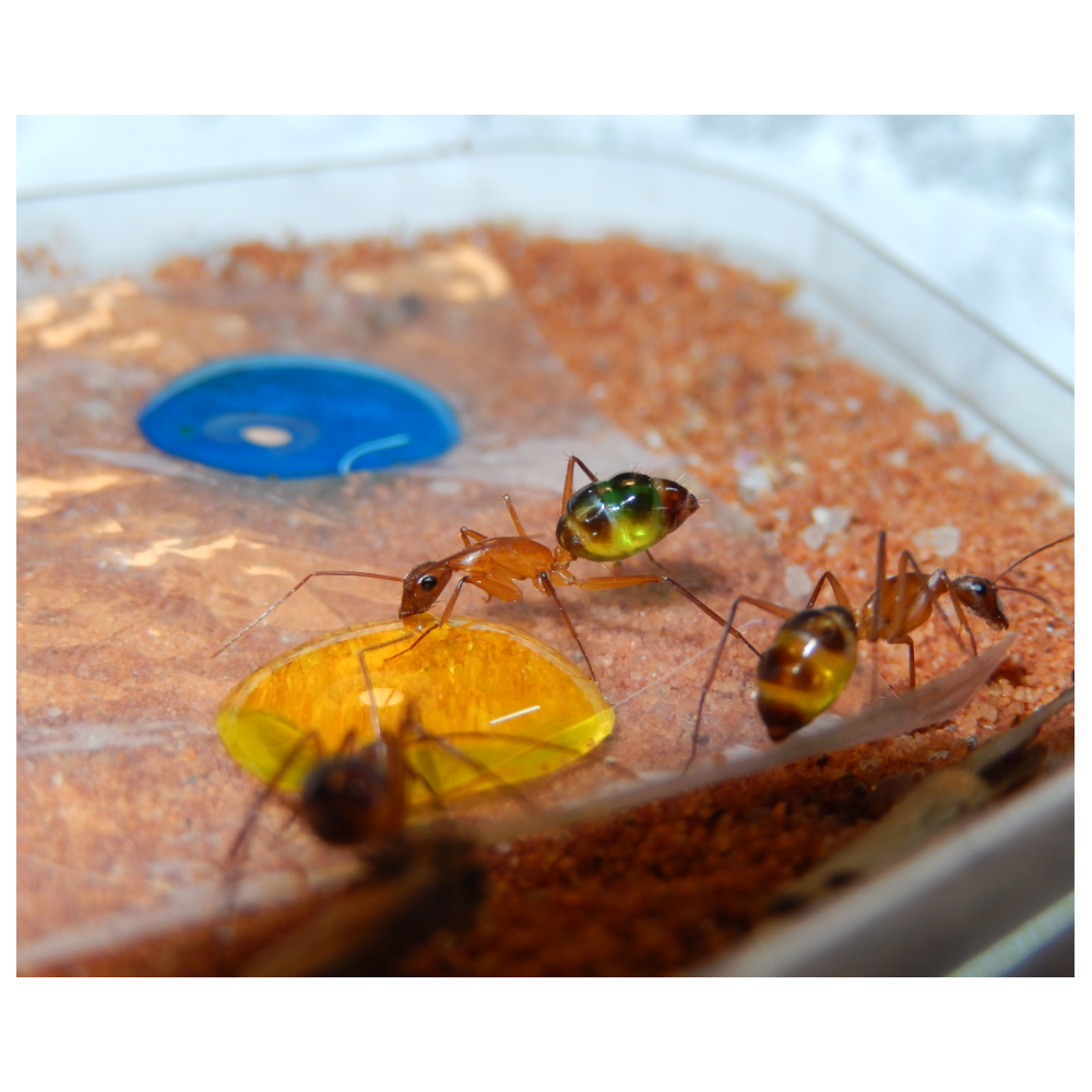 Sugarboost. Foto AntsCzech