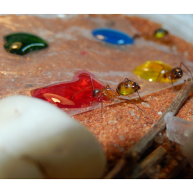 Sugarboost. Foto AntsCzech