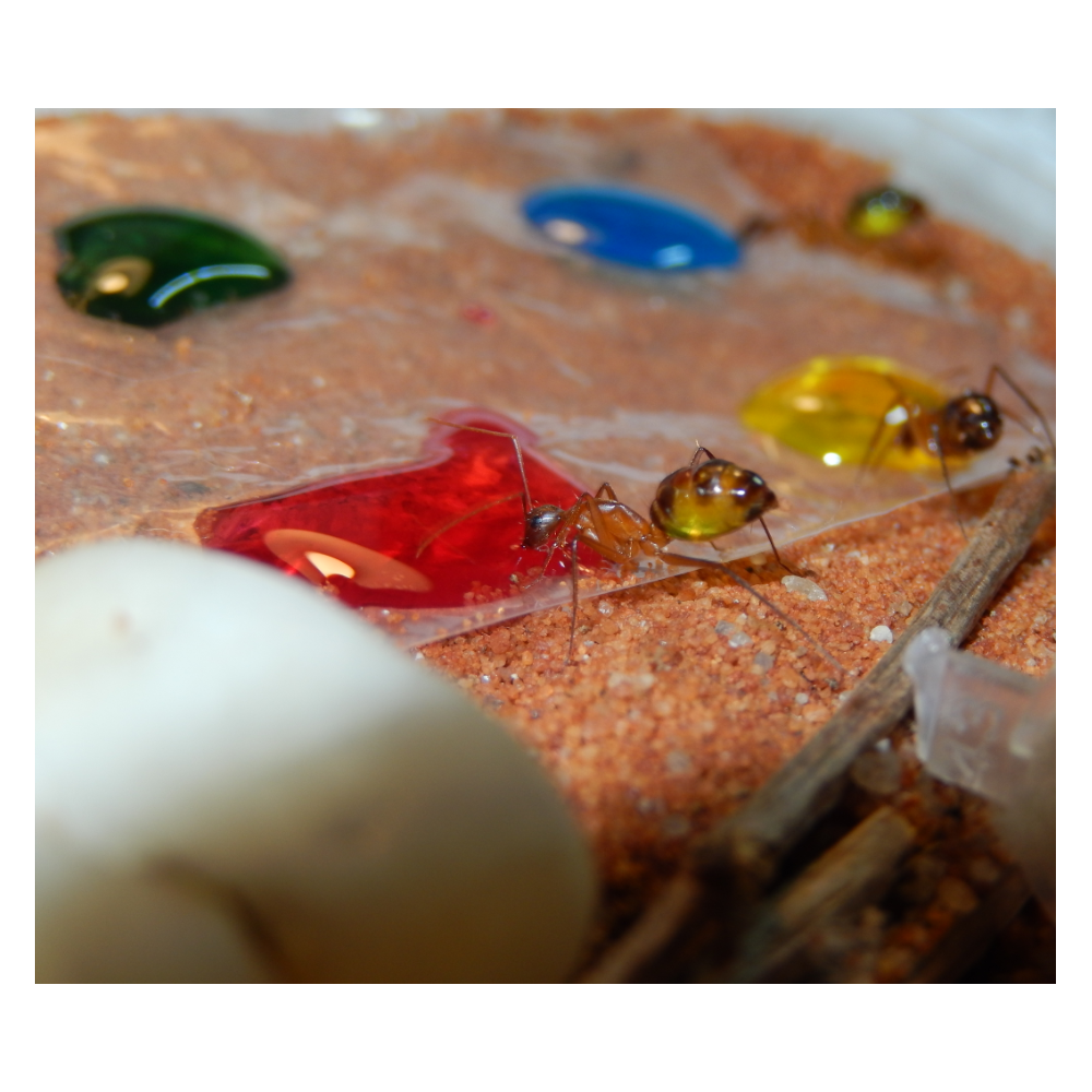 Sugarboost. Foto AntsCzech