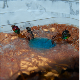 Sugarboost. Foto AntsCzech