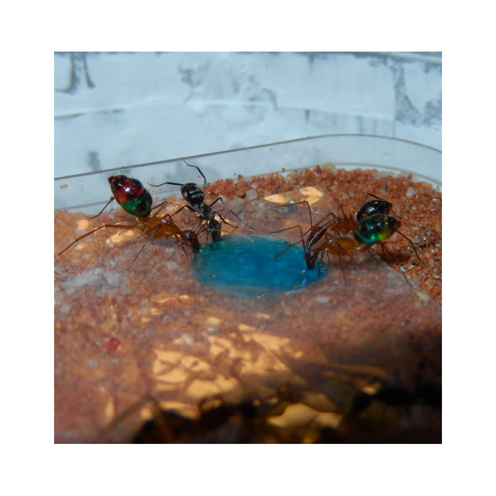 Sugarboost. Foto AntsCzech