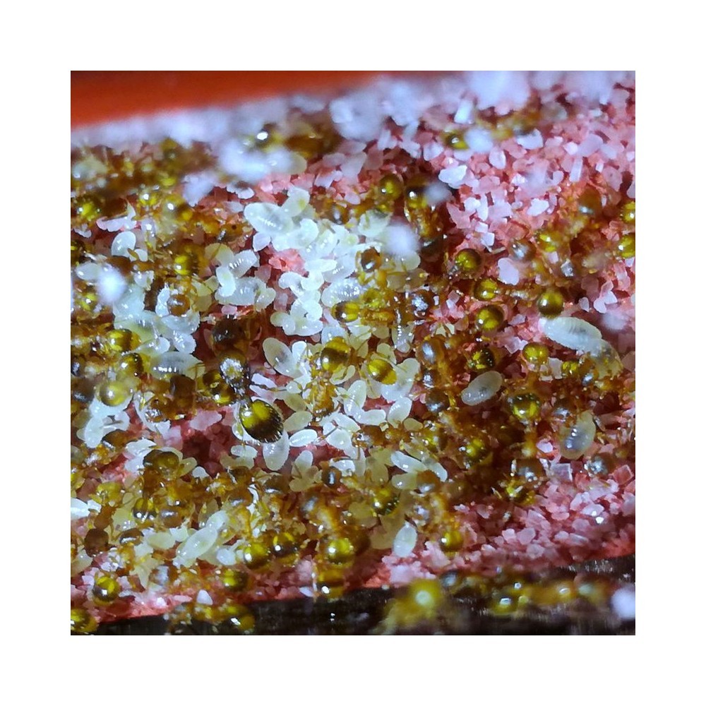 Temnothorax crassispinus, mravenec žaludový