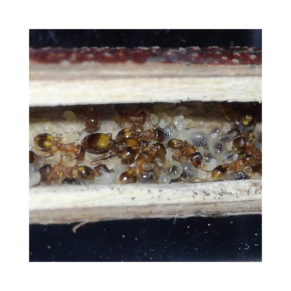 Na prodej kolonie mravence žaludového.