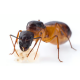 Camponotus sanctus