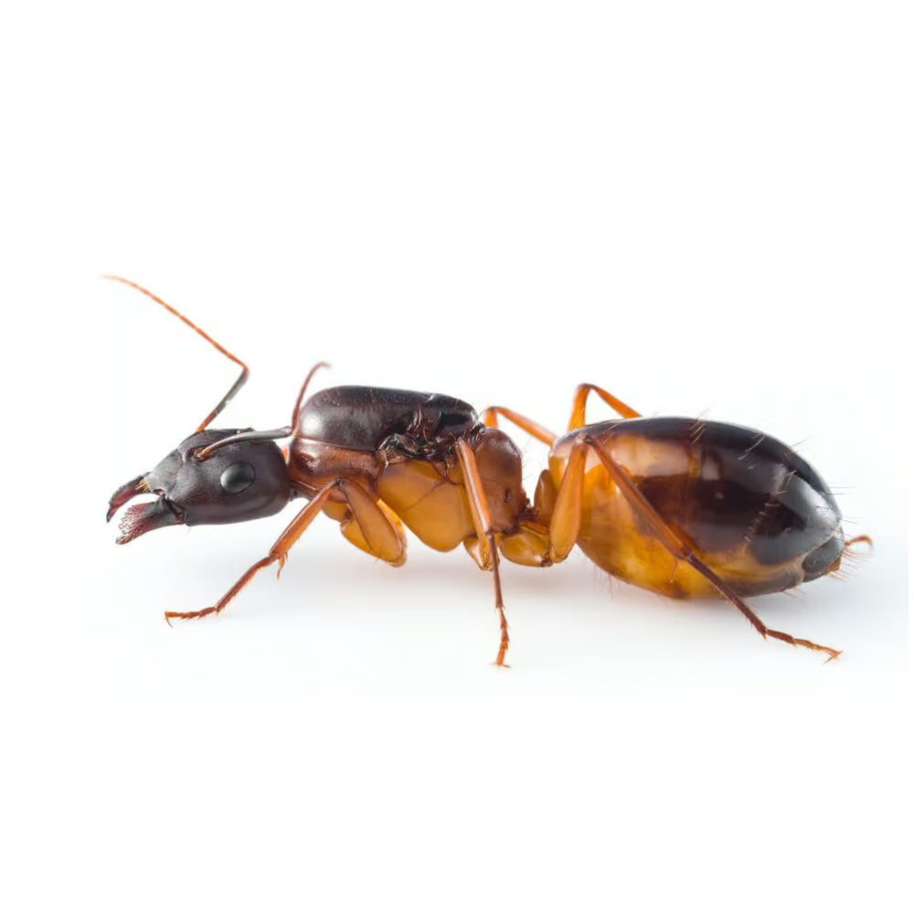 Camponotus sanctus